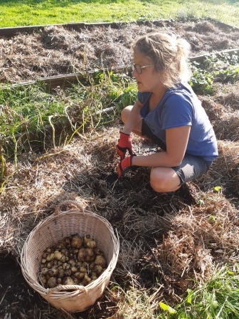 Selvforsyning høst kartofler halmdække gravefri friland
