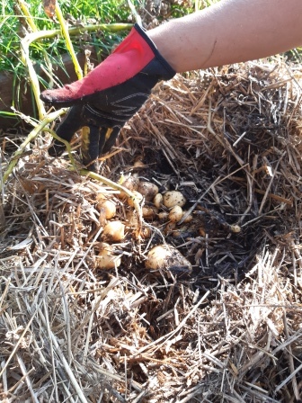 Selvforsyning kartofler gravefri halmdække friland