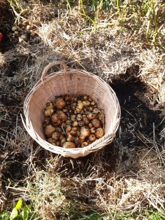 Selvforsyning gravefri halmdække kartofler