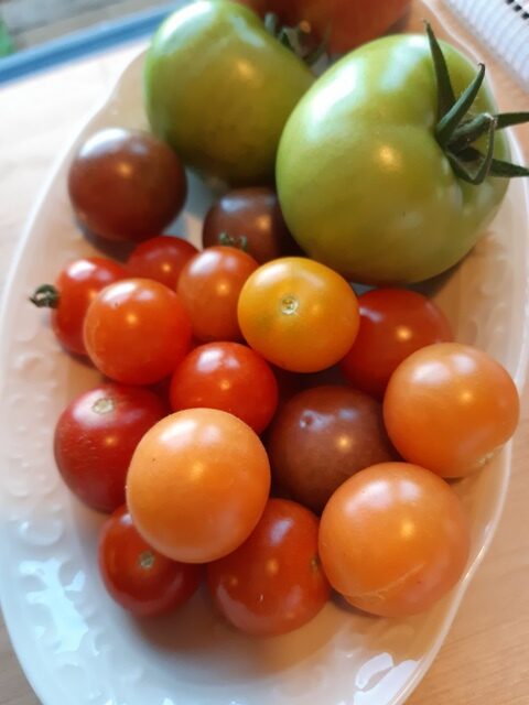 Tomater selvforsyning